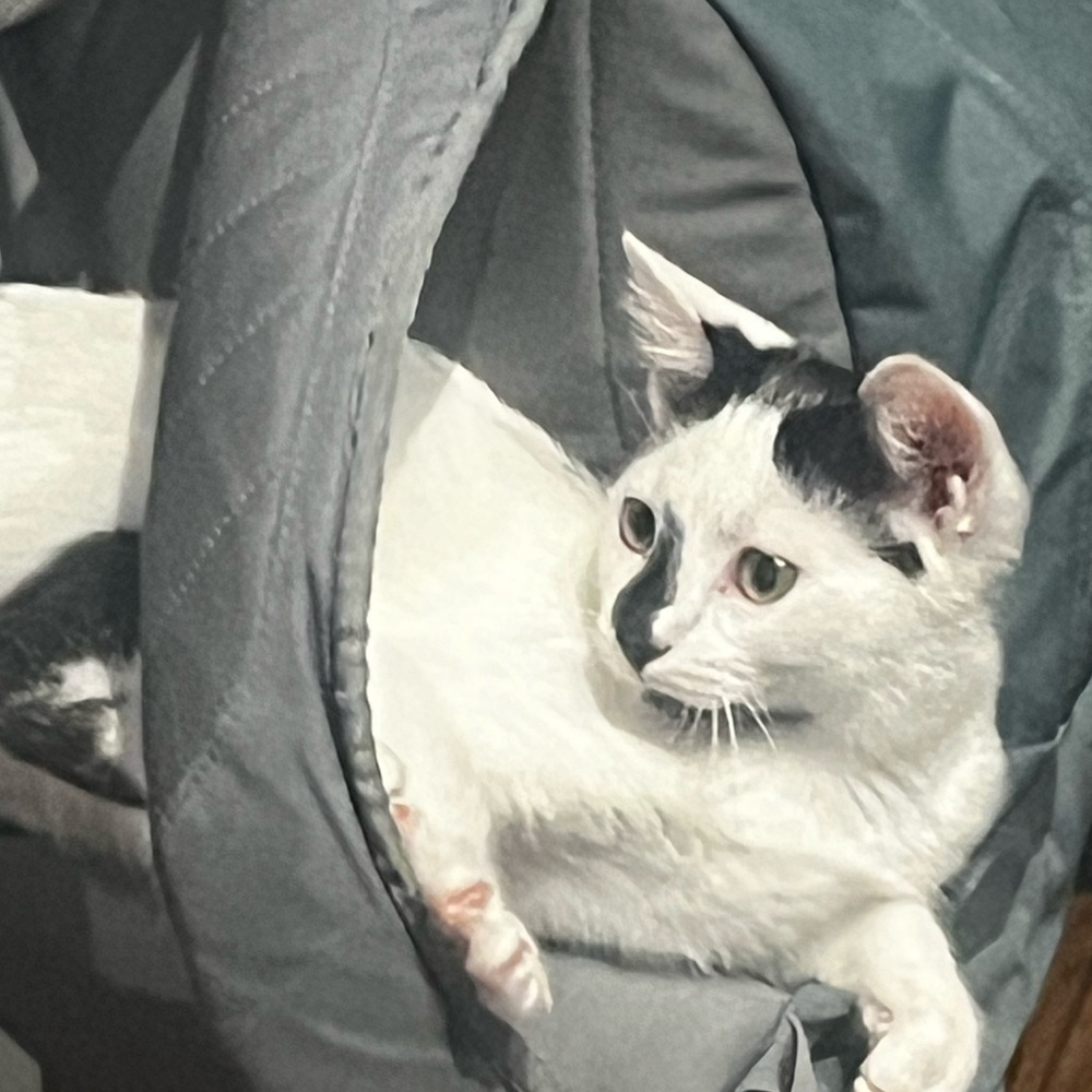 Meet your Posher, Emilie